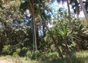 Kabel SUTR PLN Menjuntai ke Tanah di Kampung Apa Jaya Pesisir Selatan