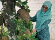 Dasawisma Mawar IV Sinar Paninjauan Solsel Ubah Nangka di Halaman Jadi Cuan