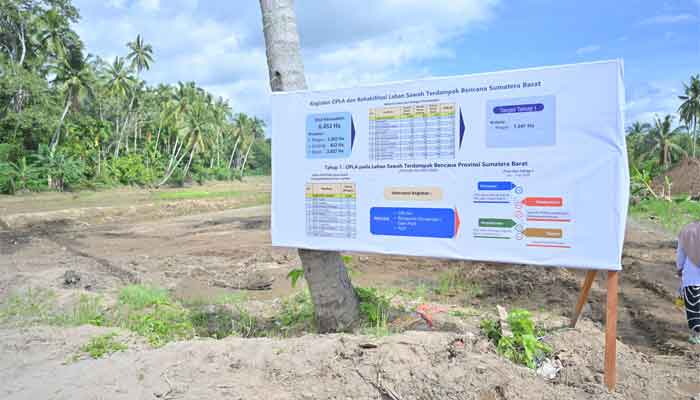 Begini Langkah Pemprov Sumbar Percepat Rehabilitasi Lahan Sawah Terdampak Bencana 2 Rehabilitasi Sawah Terdampak Bencana2