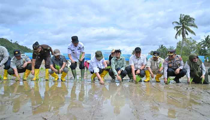 Begini Langkah Pemprov Sumbar Percepat Rehabilitasi Lahan Sawah Terdampak Bencana 2 Pemprov Sumbar Percepat Rehabilitasi Lahan Sawah Terdampak Bencana