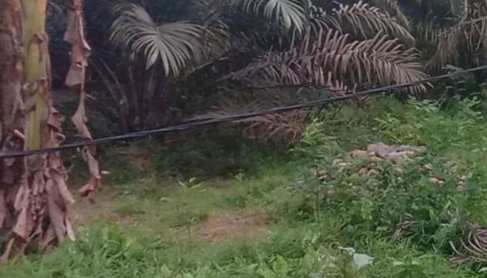 Kabel Listrik Menjuntai di Dusun Baru Dharmasraya, Warga Pertanyakan Respons PLN: Jangan Tunggu Korban Jiwa Baru Bertindak